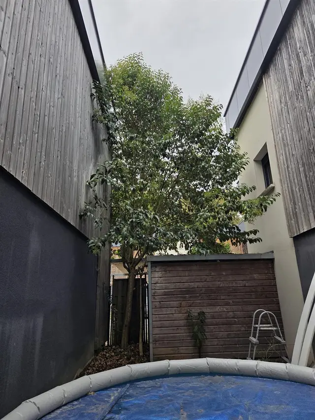 Avant — abattage d'arbre